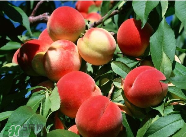 糖尿病人能吃桃子嗎？糖尿病人能吃什么水果？