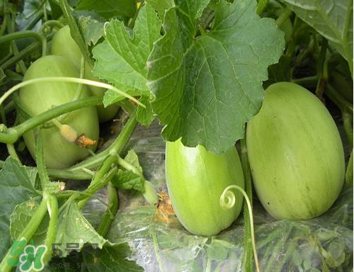 ?梨瓜怎么保存？?梨瓜可以放冰箱保鮮嗎？