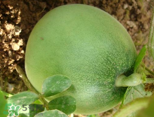 ?梨瓜怎么保存？?梨瓜可以放冰箱保鮮嗎？