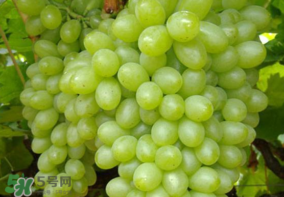 青提是轉(zhuǎn)基因嗎？青提怎么挑？