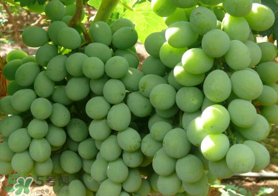 青提是轉(zhuǎn)基因嗎？青提怎么挑？