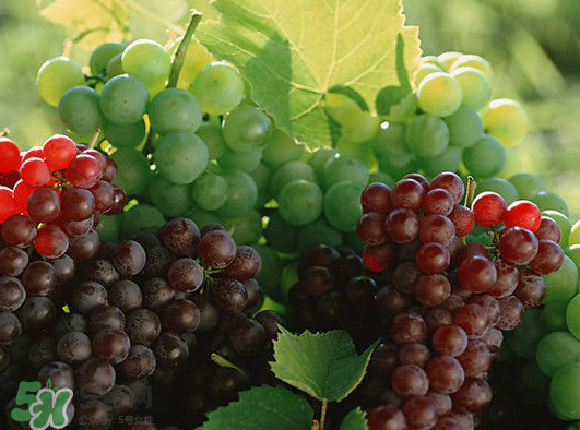 ?青提和葡萄有什么區(qū)別？?青提是葡萄嗎？