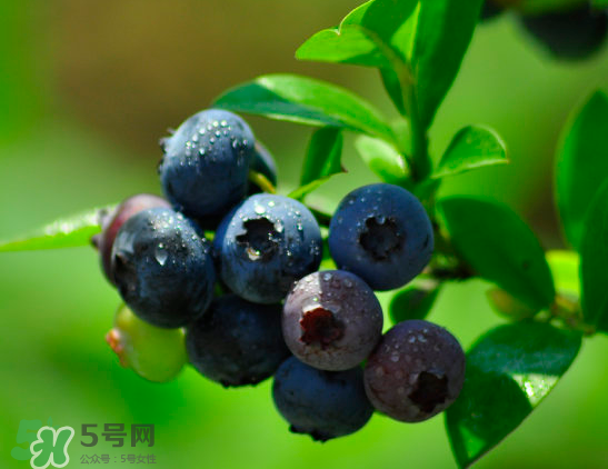 藍(lán)莓是酸的還是甜的？藍(lán)莓是甜的還是酸的？
