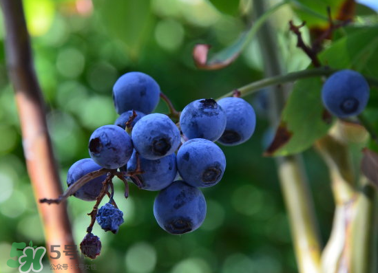 藍(lán)莓是酸的還是甜的？藍(lán)莓是甜的還是酸的？