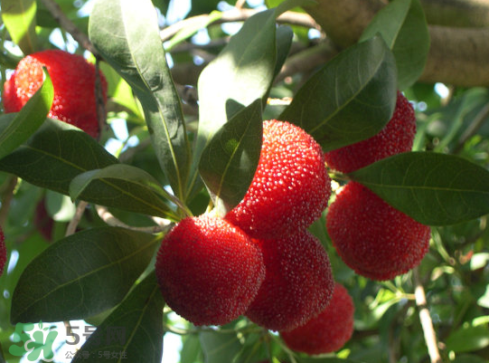 藍(lán)莓和楊梅能一起吃嗎？藍(lán)莓和楊梅可以一起泡酒嗎？