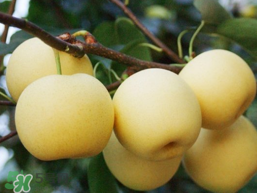 藍莓和梨子能一起吃嗎？藍莓雪梨果汁的做法