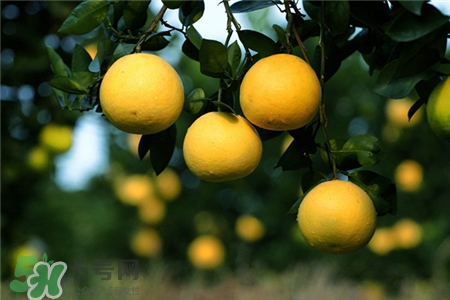 胡柚是什么?胡柚和西柚的區(qū)別? 胡柚是什么?胡柚和西柚的區(qū)別?