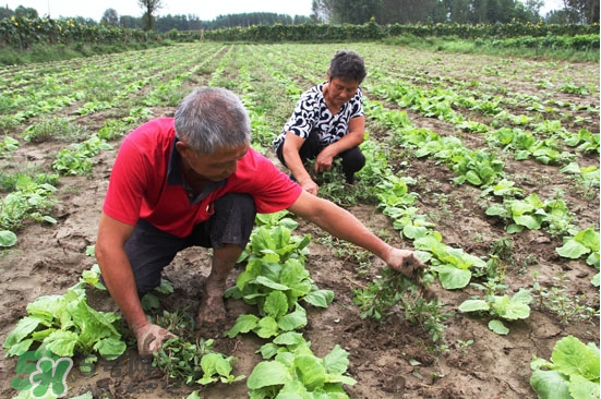 夏天可以種什么蔬菜？夏天適合種什么蔬菜？