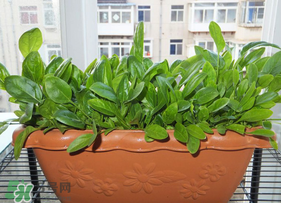 夏天可以種什么蔬菜？夏天適合種什么蔬菜？