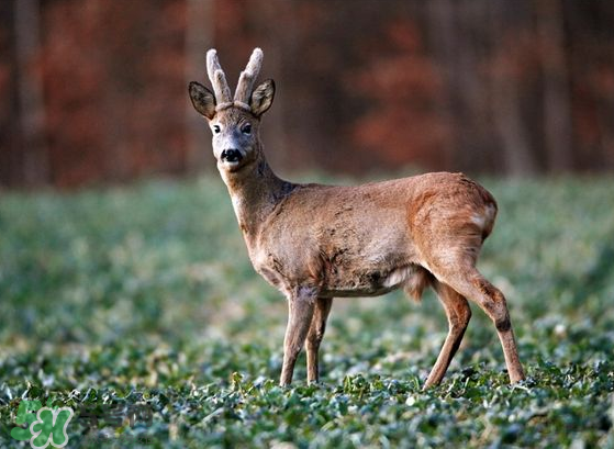 夏天可以吃鹿茸嗎？夏天吃鹿茸會(huì)怎么樣？