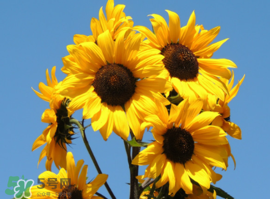 夏天可以種向日葵嗎？向日葵夏天能種嗎？