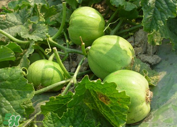 藍莓和香瓜能一起吃嗎？藍莓和香瓜能同時吃？