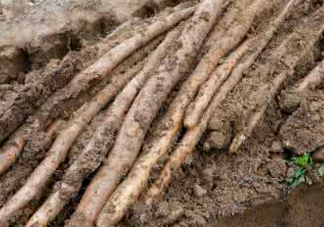 懷山藥可以生吃嗎？懷山藥怎么吃最好