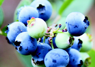 藍莓和梨子能一起吃嗎？藍莓雪梨果汁的做法