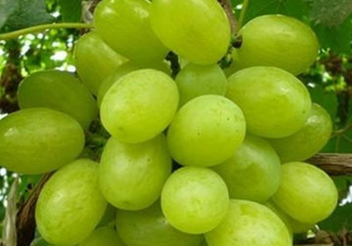 ?青提和葡萄有什么區(qū)別？?青提是葡萄嗎？