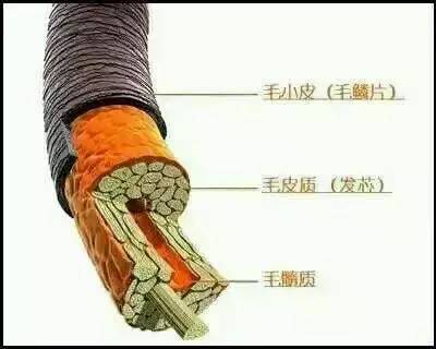 歐貝芙洗發(fā)水怎么樣？歐貝芙洗發(fā)水好用嗎