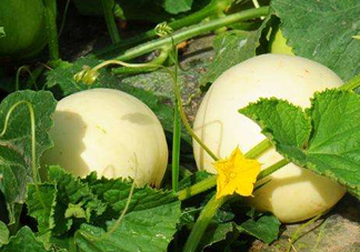 ?梨瓜怎么保存？?梨瓜可以放冰箱保鮮嗎？