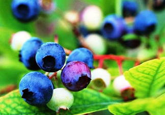 藍(lán)莓是酸的還是甜的？藍(lán)莓是甜的還是酸的？
