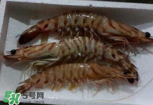 竹節(jié)蝦多少錢一斤？2017竹節(jié)蝦價格