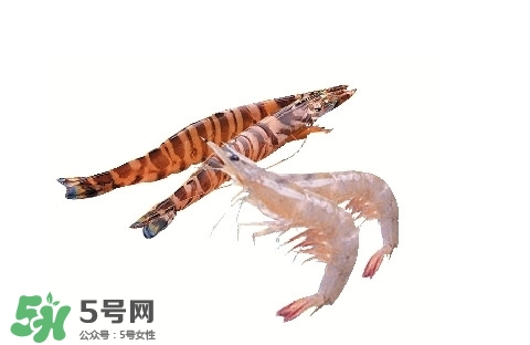 竹節(jié)蝦多少錢一斤？2017竹節(jié)蝦價格