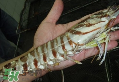 竹節(jié)蝦和基圍蝦哪個好？基圍蝦貴還是竹節(jié)蝦貴