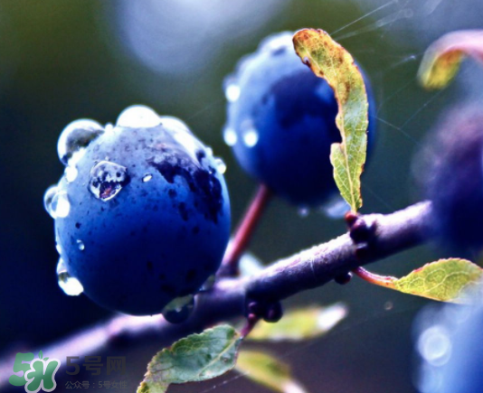 藍(lán)莓和橙子能一起吃嗎？藍(lán)莓和橙子一起吃好嗎？