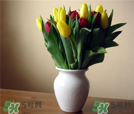 郁金香不能放室內嗎?郁金香不能放室內種植