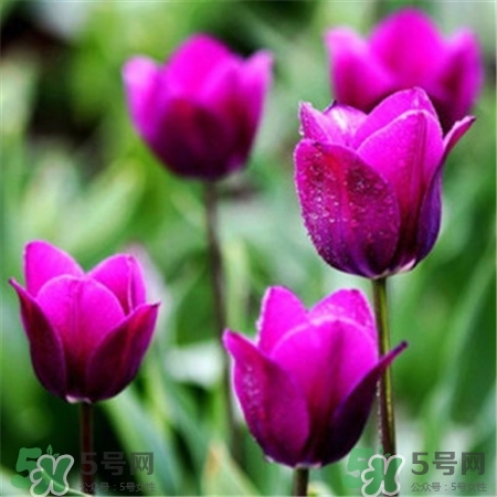 郁金香不能放室內嗎?郁金香不能放室內種植