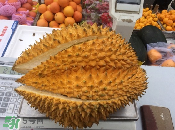 托曼尼榴蓮怎么才是熟？托曼尼榴蓮怎么看生熟？