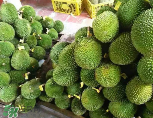 托曼尼榴蓮多少錢？托曼尼榴蓮是哪里的？