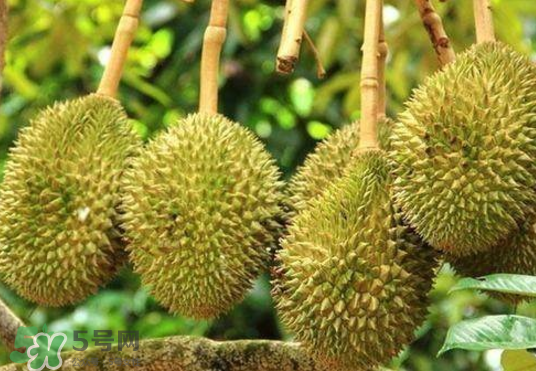 托曼尼榴蓮多少錢？托曼尼榴蓮是哪里的？