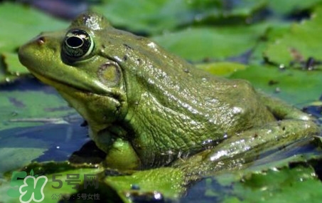 牛蛙是田雞嗎？牛蛙是蟾蜍嗎