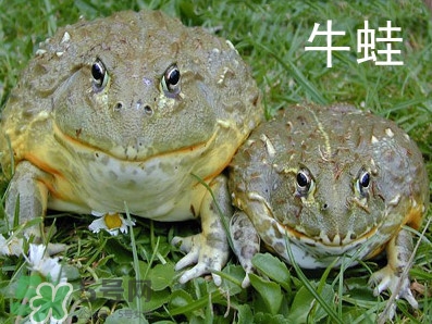 牛蛙什么時(shí)候最好吃肉最多？牛蛙幾月份的最好吃？