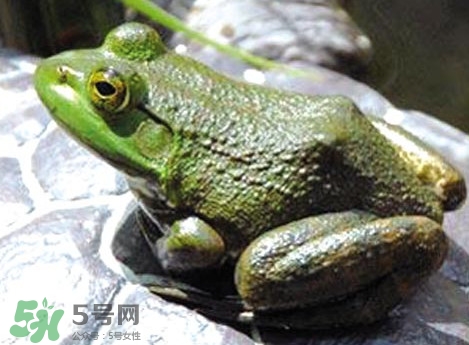 牛蛙是田雞嗎？牛蛙是蟾蜍嗎