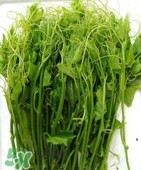 龍須菜有幾種？龍須菜多少錢一斤？