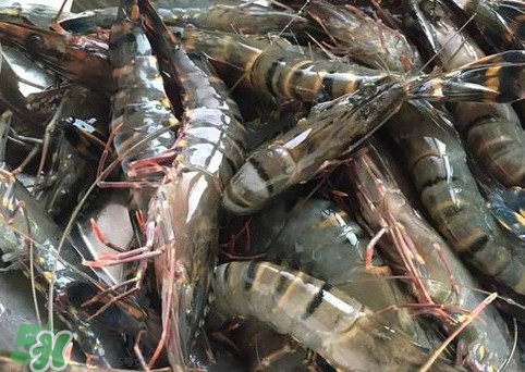 竹節(jié)蝦怎么保存？竹節(jié)蝦什么時候上市