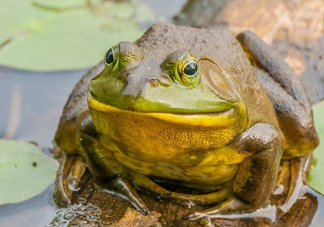 牛蛙什么時候最好吃肉最多？牛蛙幾月份的最好吃？
