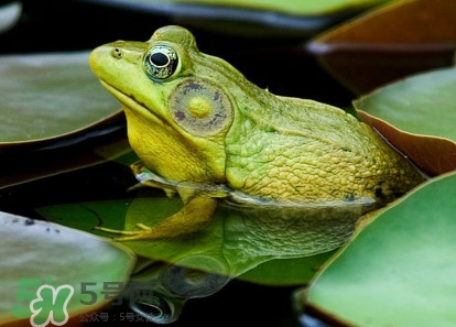 牛蛙算海鮮嗎？牛蛙和青蛙的區(qū)別