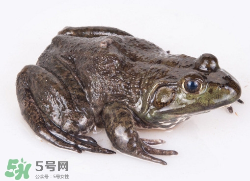 牛蛙是田雞嗎？牛蛙是蟾蜍嗎