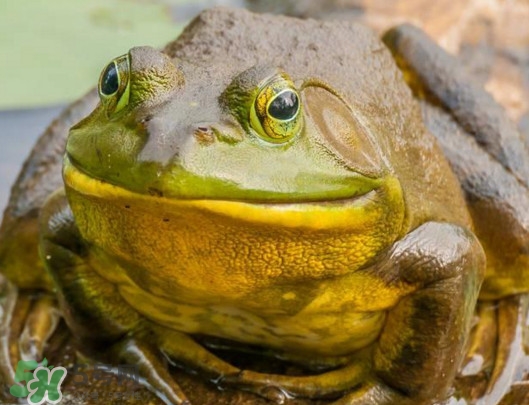 牛蛙什么時(shí)候最好吃肉最多？牛蛙幾月份的最好吃？