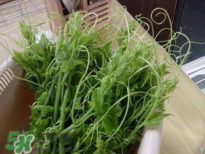 龍須菜是什么菜？龍須菜怎么吃？