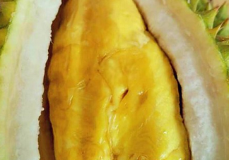 甲倫榴蓮幾月份成熟？泰國甲倫榴蓮多少錢一個？