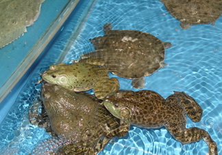 牛蛙算海鮮嗎？牛蛙和青蛙的區(qū)別