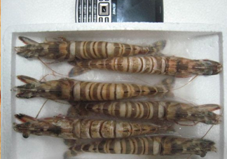 九節(jié)蝦多少錢一斤？九節(jié)蝦跟基圍蝦是一個(gè)品種嗎