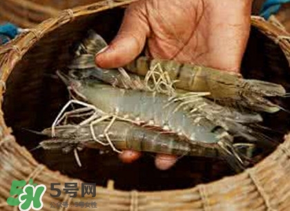 竹節(jié)蝦多少錢一斤？2017竹節(jié)蝦價格