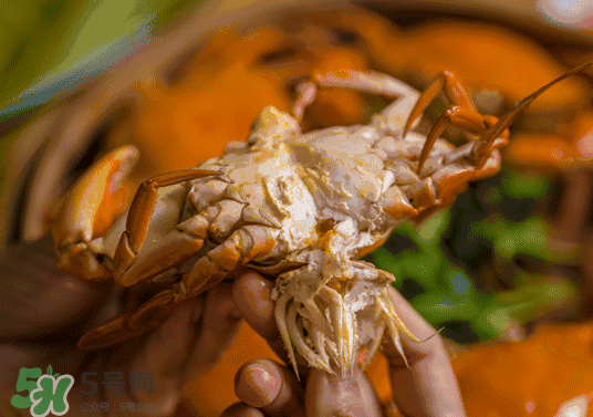 8月份吃什么螃蟹？8月份吃公蟹還是母蟹？