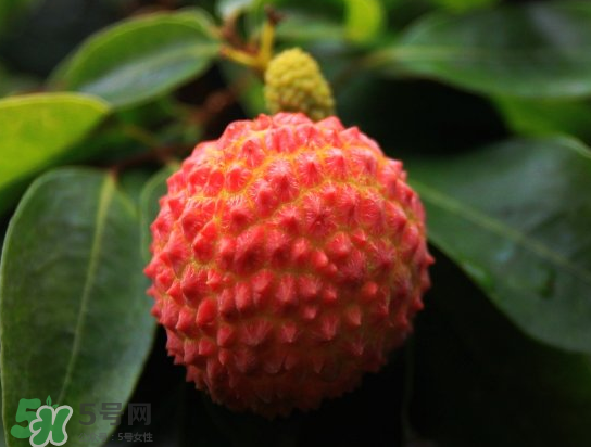 8月份還有荔枝嗎？荔枝幾月份下市？