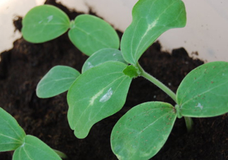 八月份可以種什么菜？八月份適合種植的蔬菜