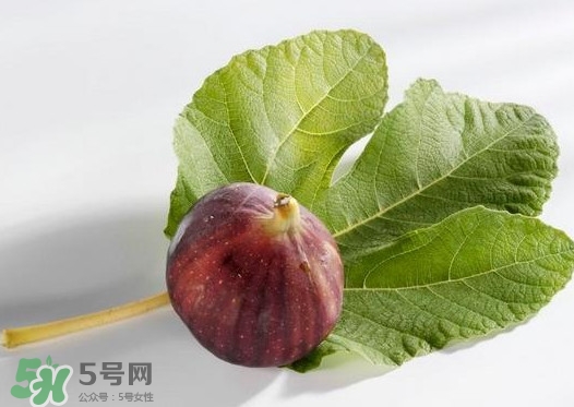 無花果葉子煮水有什么作用？無花果葉泡水喝的功效