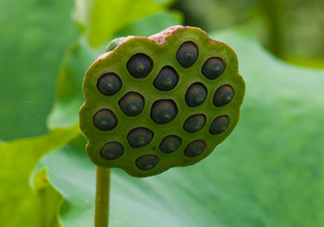 蓮蓬不能和什么同吃？蓮蓬和什么相克？